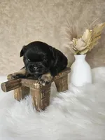 Junior, a male French Bulldog for sale in Coshocton, OH – Photo 1 of 3