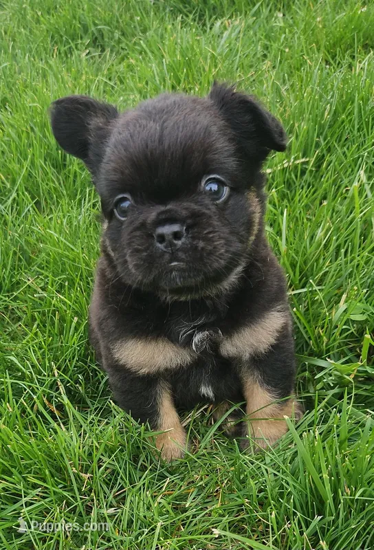 Junior – French Bulldog puppy for sale in Coshocton, OH