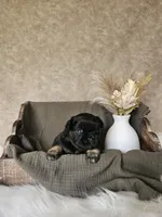 Junior, a male French Bulldog for sale in Coshocton, OH – Photo 2 of 3