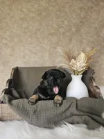 Junior, a male French Bulldog for sale in Coshocton, OH – Photo 3 of 3