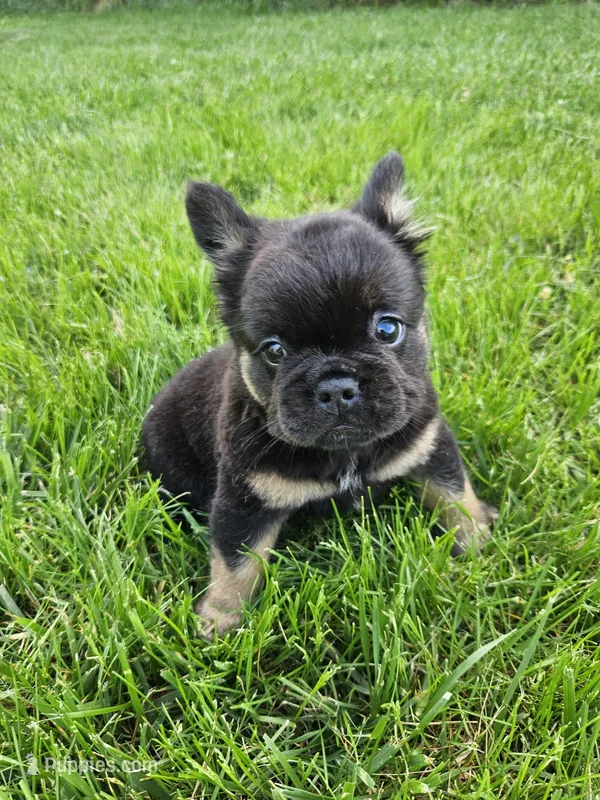 Junior – French Bulldog puppy for sale in Coshocton, OH