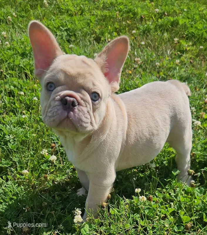 Duke – French Bulldog puppy for sale in Coshocton, OH