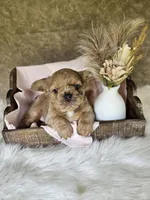 Belle, a female French Bulldog for sale in Coshocton, OH – 5 of 6