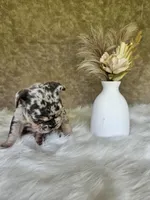 Sami, a male French Bulldog for sale in Coshocton, OH – 3 of 4