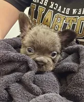 Piper, a male French Bulldog for sale in Coshocton, OH – 4 of 7