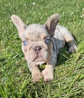 Jack, a male French Bulldog for sale in Coshocton, OH – 2 of 5