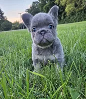 Tabby- WEEKEND SPECIAL, a female French Bulldog for sale in Coshocton, OH – 1 of 10