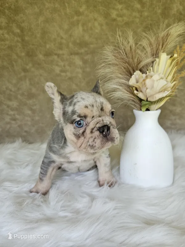 Jack – French Bulldog puppy for sale in Coshocton, OH