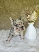 Jack, a male French Bulldog for sale in Coshocton, OH – 4 of 4