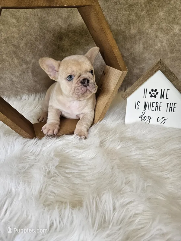 Duke – French Bulldog puppy for sale in Coshocton, OH