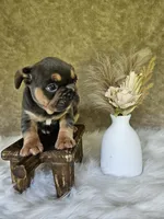 Jewel, a female French Bulldog for sale in Coshocton, OH – 7 of 7