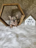 River , a female French Bulldog for sale in Coshocton, OH – 5 of 7