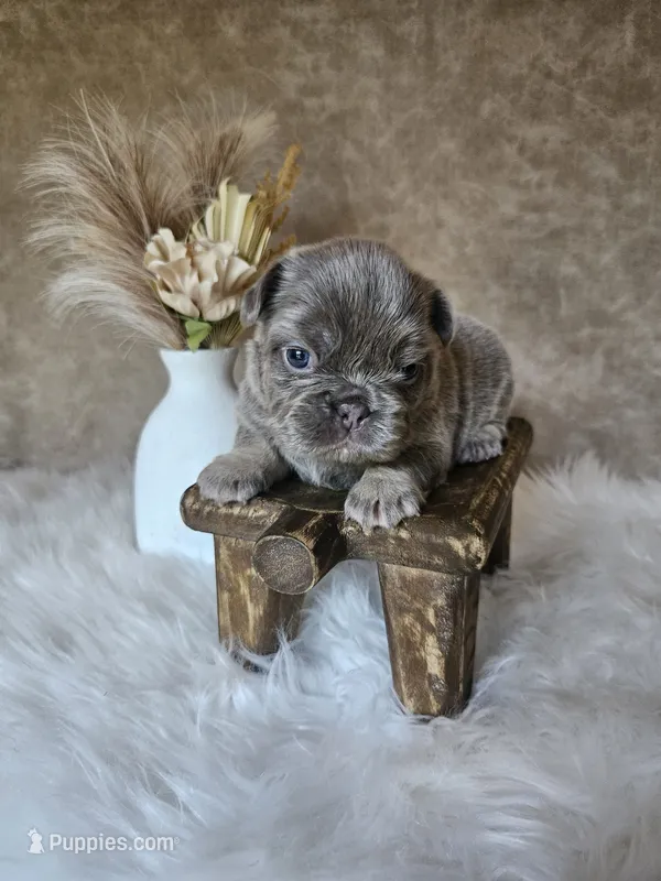 Nova – French Bulldog puppy for sale in Coshocton, OH