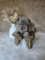 Nova, a female French Bulldog for sale in Coshocton, OH – 1 of 4