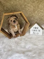 Belle, a female French Bulldog for sale in Coshocton, OH – 4 of 6