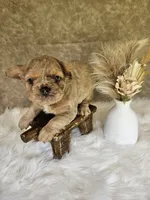 Belle, a female French Bulldog for sale in Coshocton, OH – 3 of 6