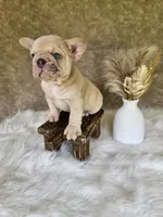 Duke, a male French Bulldog for sale in Coshocton, OH – 5 of 7