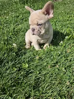Duke, a male French Bulldog for sale in Coshocton, OH – 2 of 9