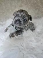 Luke, a male French Bulldog for sale in Coshocton, OH – 3 of 3