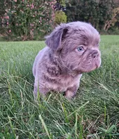 Luke- WEEKEND SPECIAL, a male French Bulldog for sale in Coshocton, OH – 3 of 6