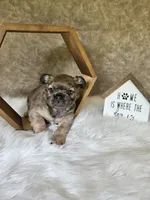 Belle, a female French Bulldog for sale in Coshocton, OH – 2 of 4