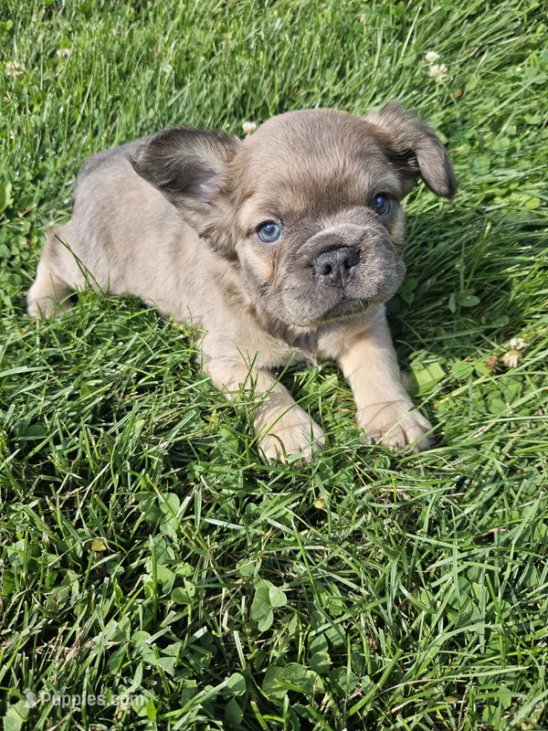 Belle – French Bulldog puppy for sale in Coshocton, OH