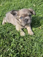 Belle, a female French Bulldog for sale in Coshocton, OH – 1 of 6