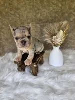 River , a female French Bulldog for sale in Coshocton, OH – 2 of 7