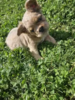 Minnie, a female French Bulldog for sale in Coshocton, OH – 3 of 9