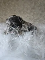 Jewel, a female French Bulldog for sale in Coshocton, OH – 6 of 7