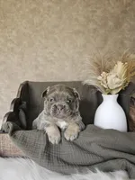 Jake, a male French Bulldog for sale in Coshocton, OH – Photo 1 of 3