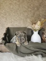 Jake, a male French Bulldog for sale in Coshocton, OH – Photo 2 of 3