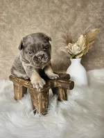 Jake, a male French Bulldog for sale in Coshocton, OH – Photo 3 of 3