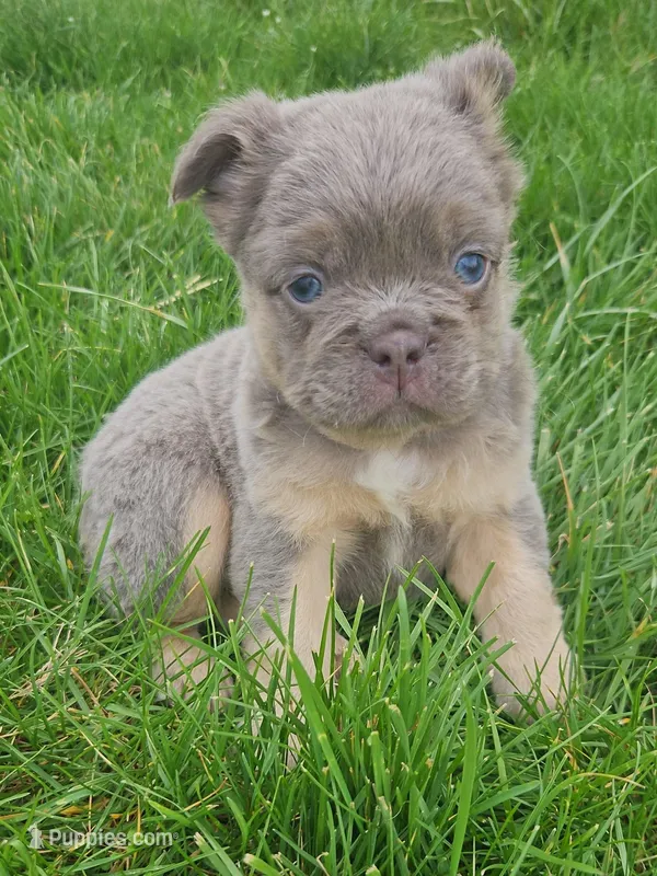 Jake – French Bulldog puppy for sale in Coshocton, OH