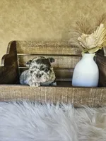 Jewel, a female French Bulldog for sale in Coshocton, OH – 7 of 7