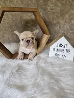 Duke, a male French Bulldog for sale in Coshocton, OH – 3 of 7