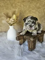 Jewel, a female French Bulldog for sale in Coshocton, OH – 2 of 7