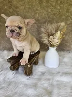 Duke, a male French Bulldog for sale in Coshocton, OH – 4 of 7