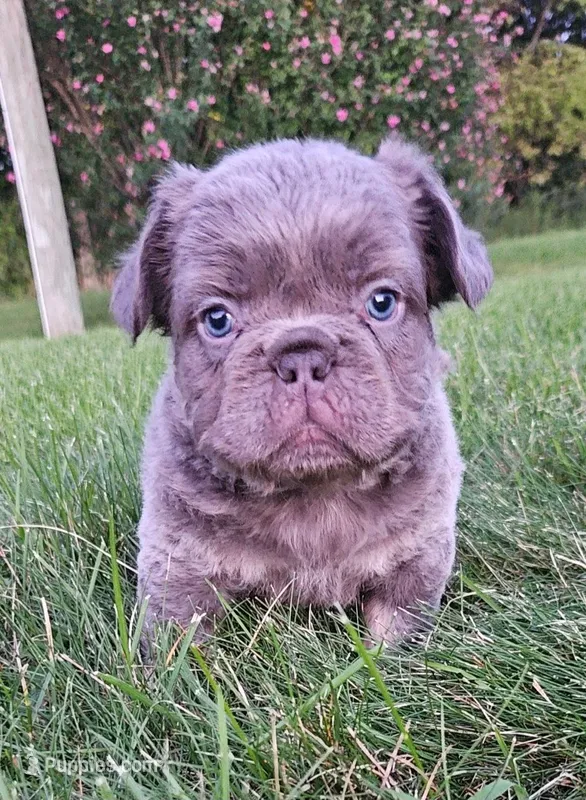 Luke – French Bulldog puppy for sale in Coshocton, OH
