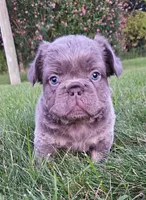 Luke- WEEKEND SPECIAL, a male French Bulldog for sale in Coshocton, OH – 1 of 6