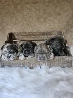 Marlee, a female French Bulldog for sale in Coshocton, OH – 2 of 3