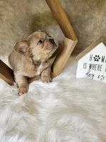 Belle, a female French Bulldog for sale in Coshocton, OH – 2 of 6