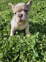 River , a female French Bulldog for sale in Coshocton, OH – 2 of 9