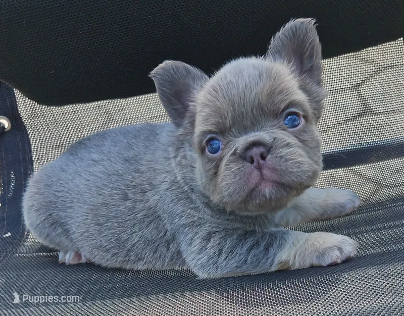 Tabby – French Bulldog puppy for sale in Coshocton, OH