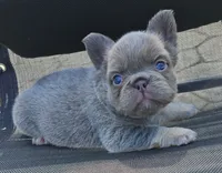 Tabby- WEEKEND SPECIAL, a female French Bulldog for sale in Coshocton, OH – 4 of 10