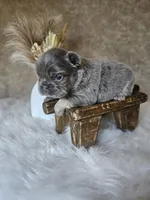 Nova, a female French Bulldog for sale in Coshocton, OH – 2 of 4