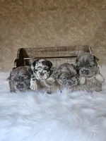 Delilah, a male French Bulldog for sale in Coshocton, OH – 4 of 4