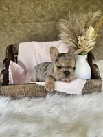River , a female French Bulldog for sale in Coshocton, OH – 6 of 7
