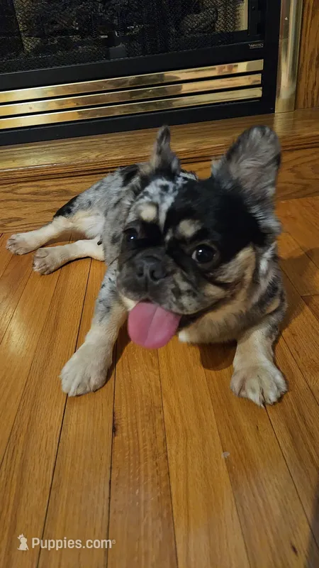 Molly – French Bulldog puppy for sale in Coshocton, OH
