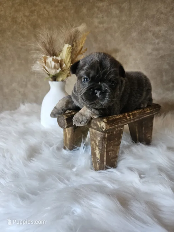 Marlee – French Bulldog puppy for sale in Coshocton, OH